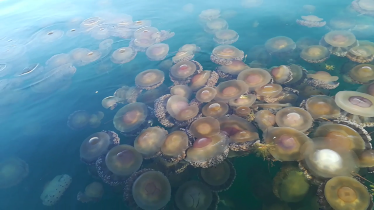 Medusas huevo frito llevan a las playas españolas