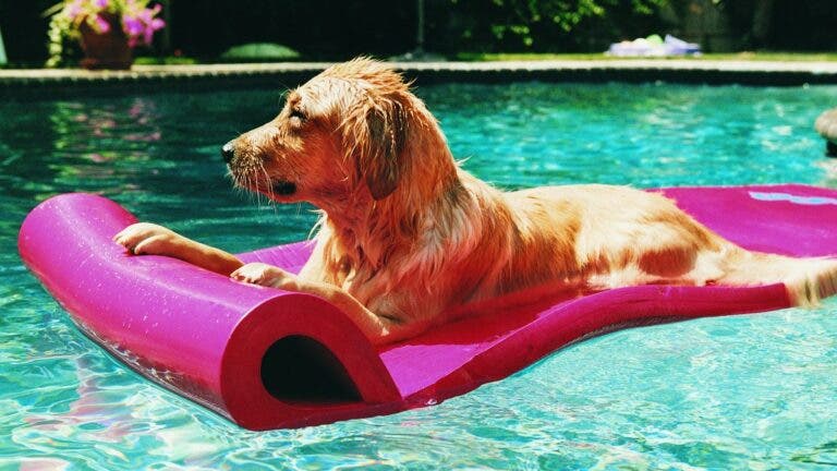 perro-piscina-1-e1658832755826