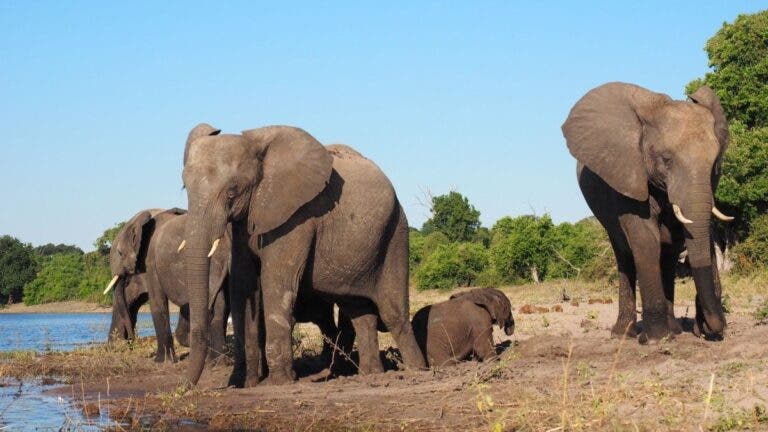Muere turista español en safari atacado por un elefante