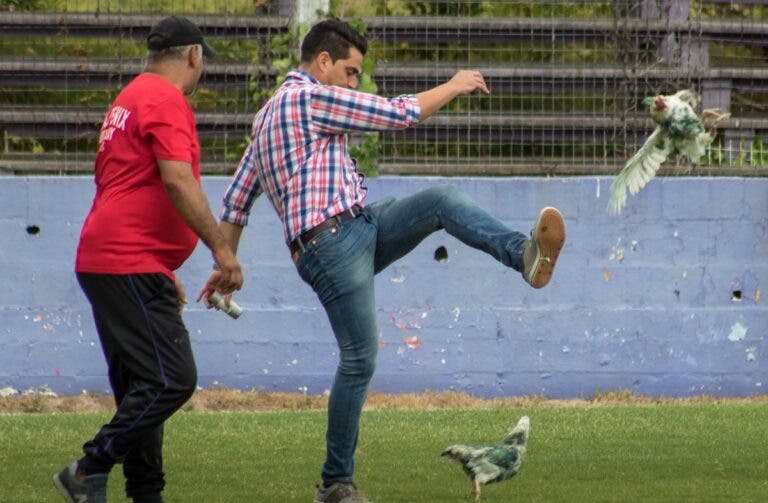 Investigados dos jóvenes por usar una gallina como balón de fútbol en Villamediana de Iregua