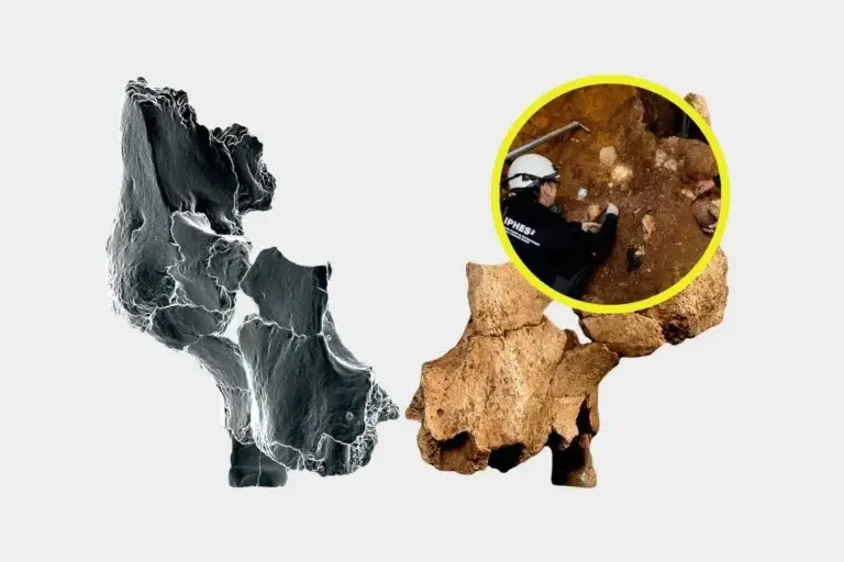 rostro-atapuerca-hallazgo-fosiljpg